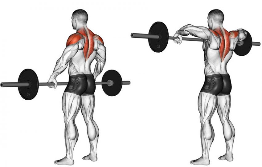 Welche Muskeln arbeiten
